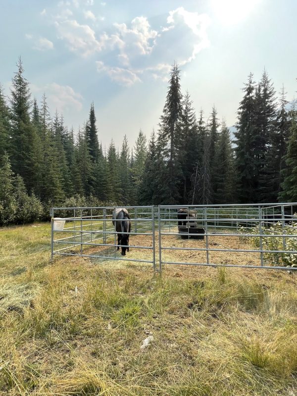 off-grid-adventures-horses-IMG_7733-2000px-c82